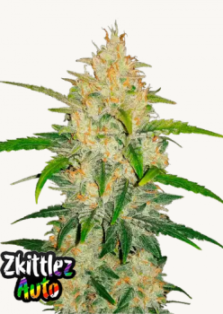 Samen 3x Zkittlez Automatik Fast Buds